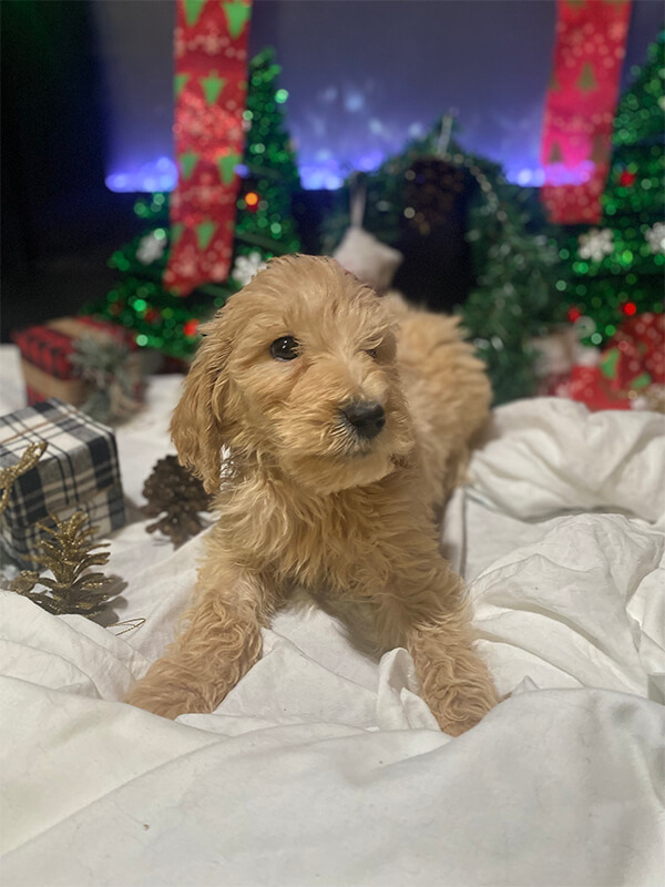 doodles den goldendoodle puppy golden doodle dog | georgia atlanta macon miiddle georgia