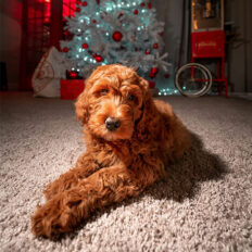 doodles-den__0007_david-anthony-WhcYarS2JLA-unsplash